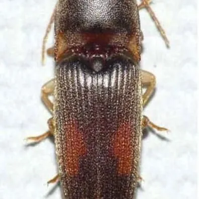 thumbnail for publication: A Wireworm Conoderus rudis (Brown) (Insecta: Coleoptera: Elateridae)